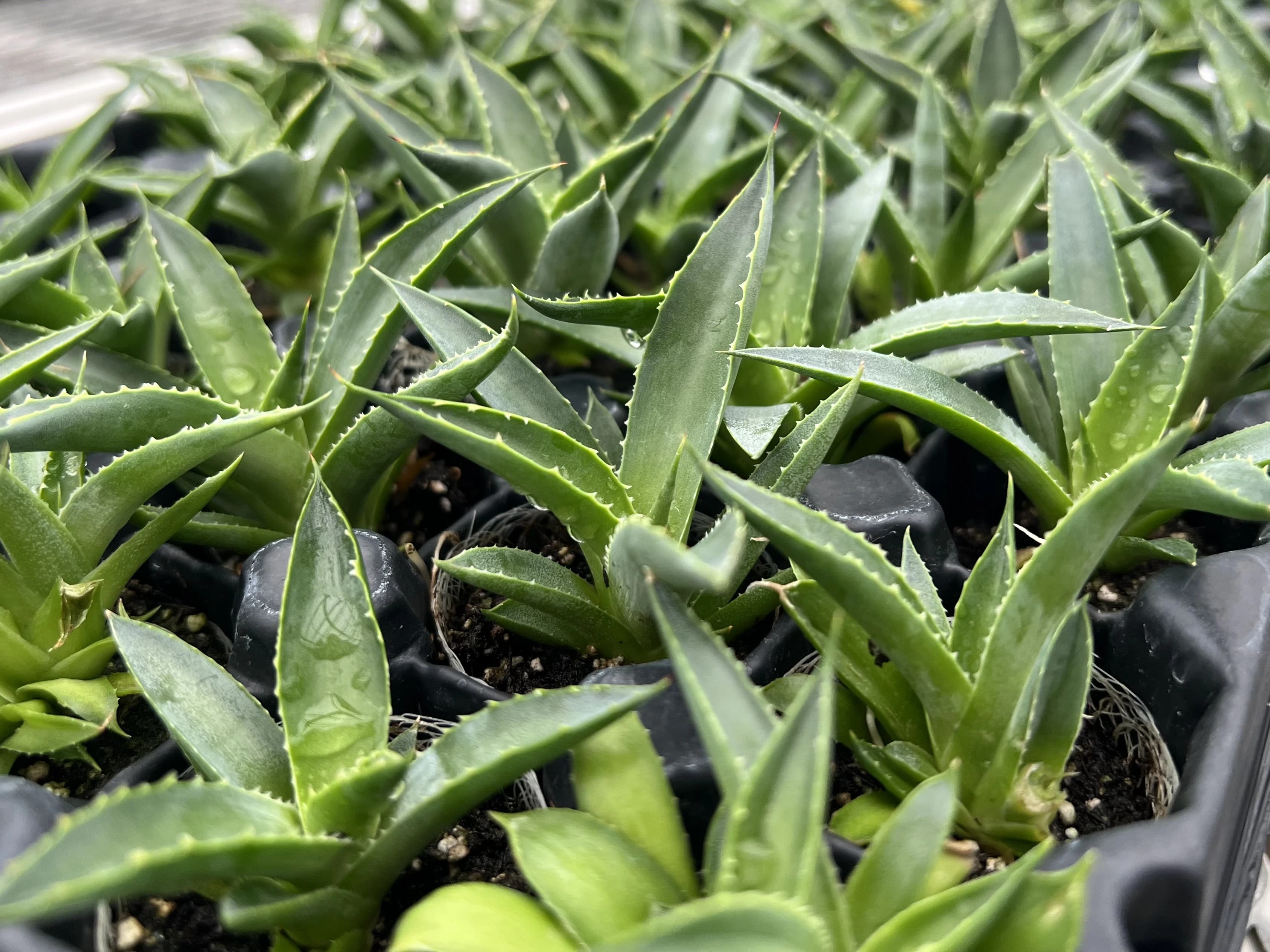 Micro Paradox operations and plant programs