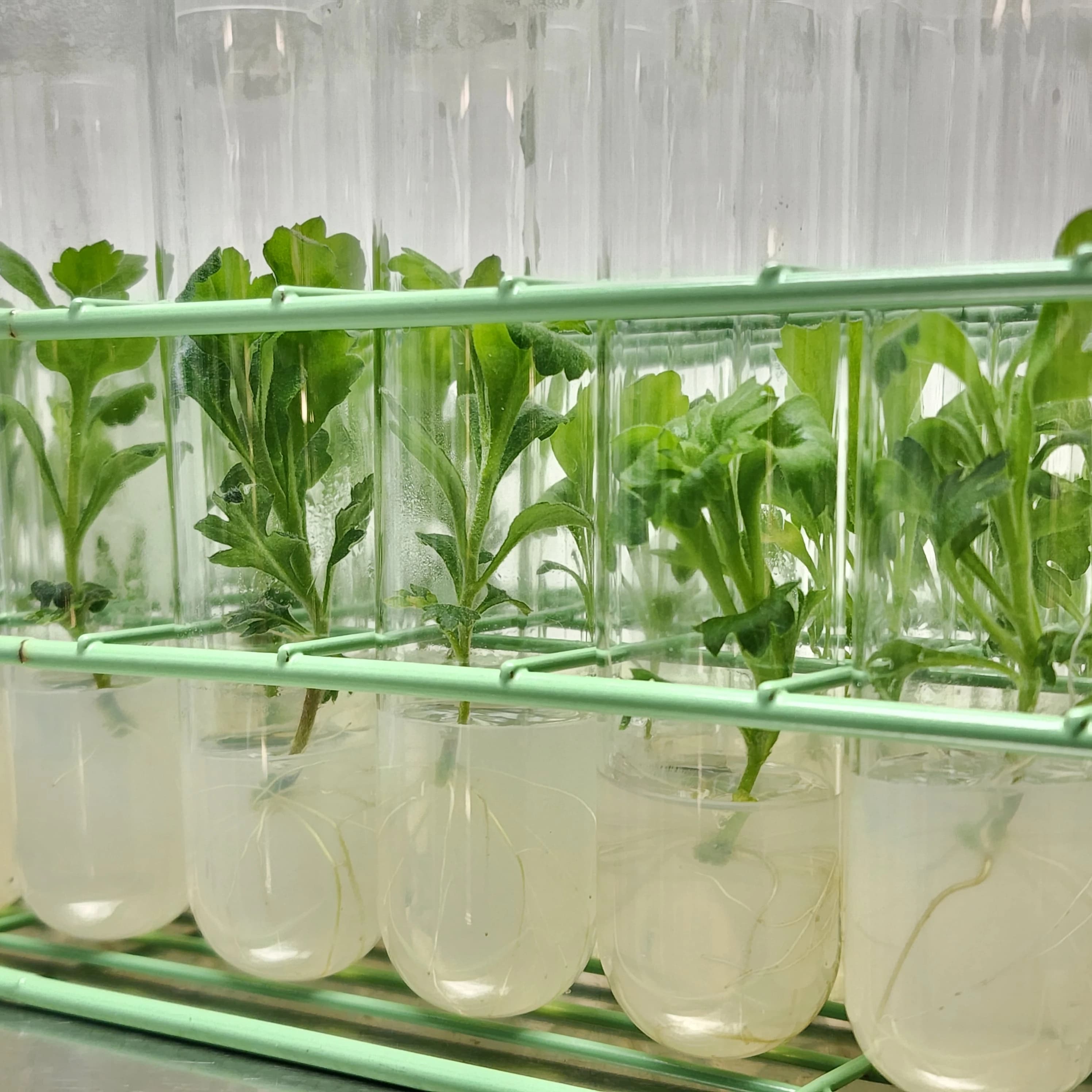 Breeder services and germplasm management