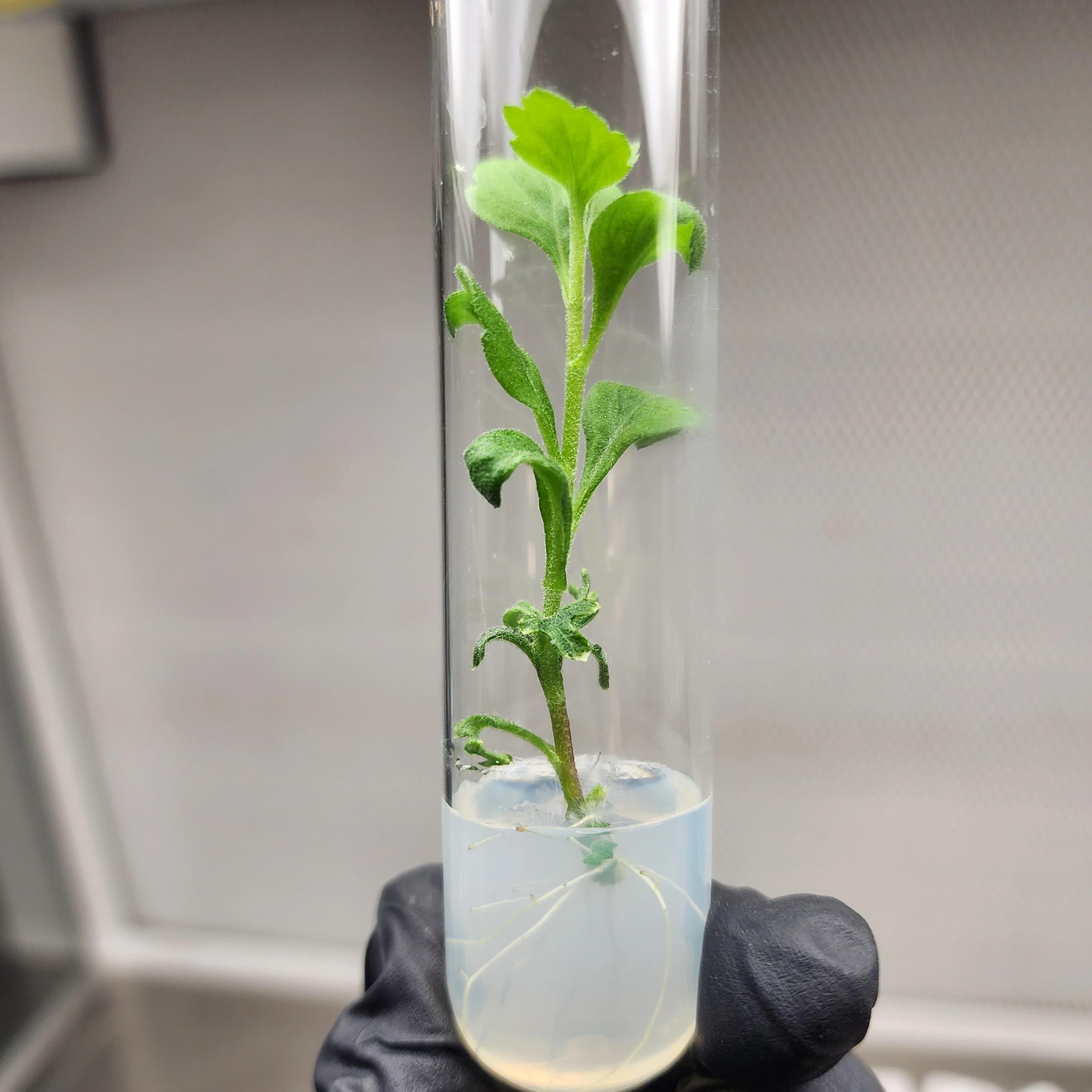 Elite stock and in‑vitro germplasm holding