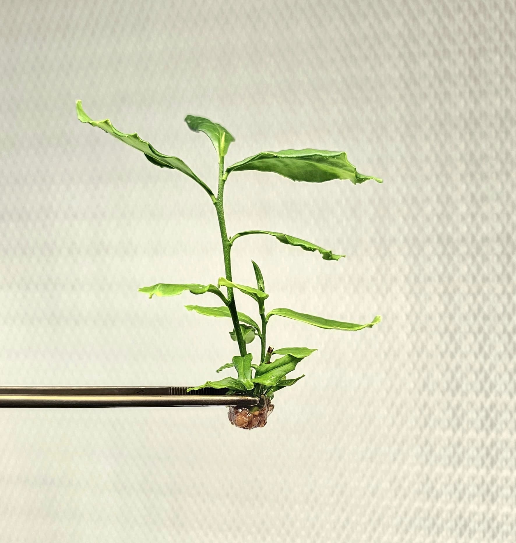 Lab and greenhouse production facility