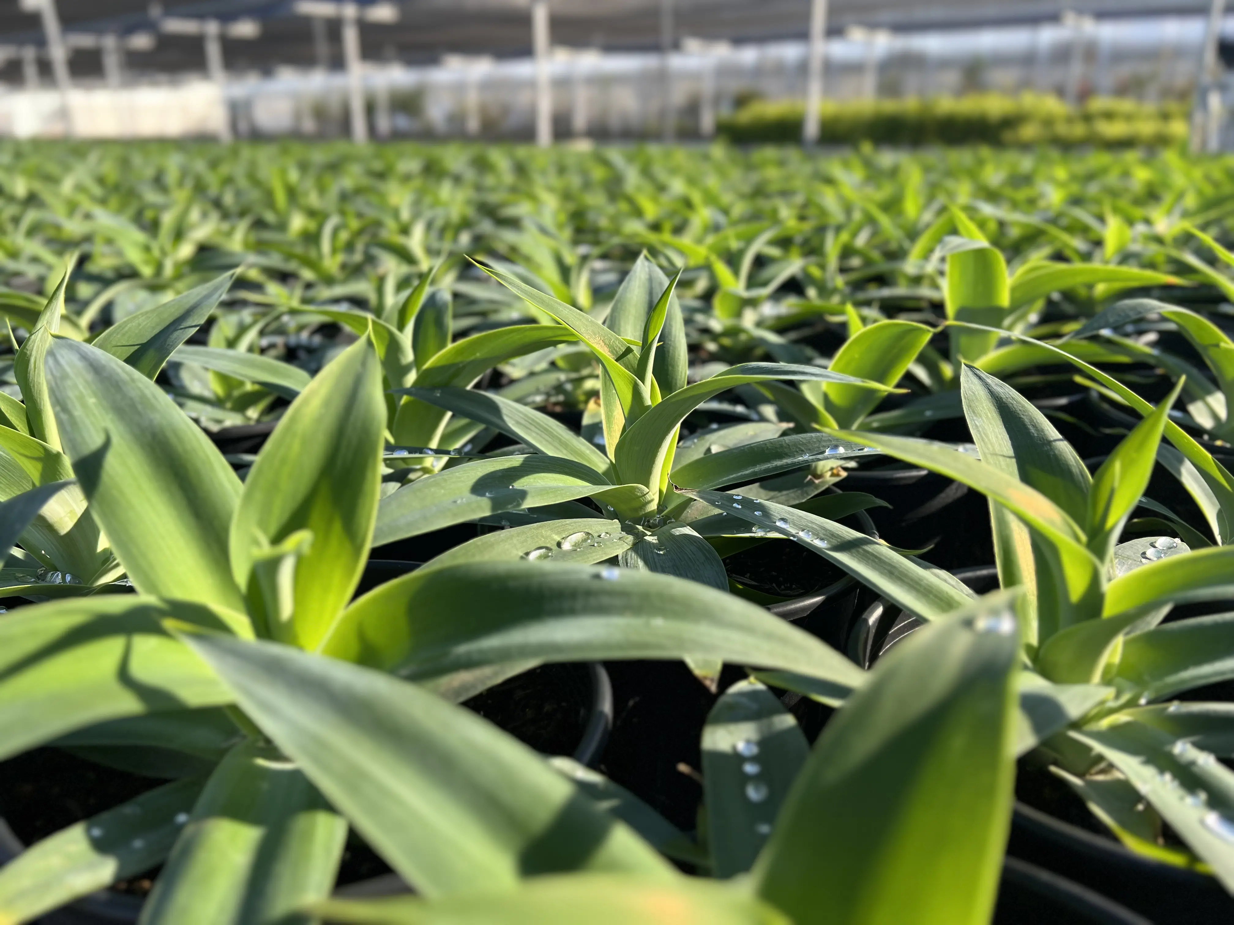 Greenhouse benches for wholesale plant production