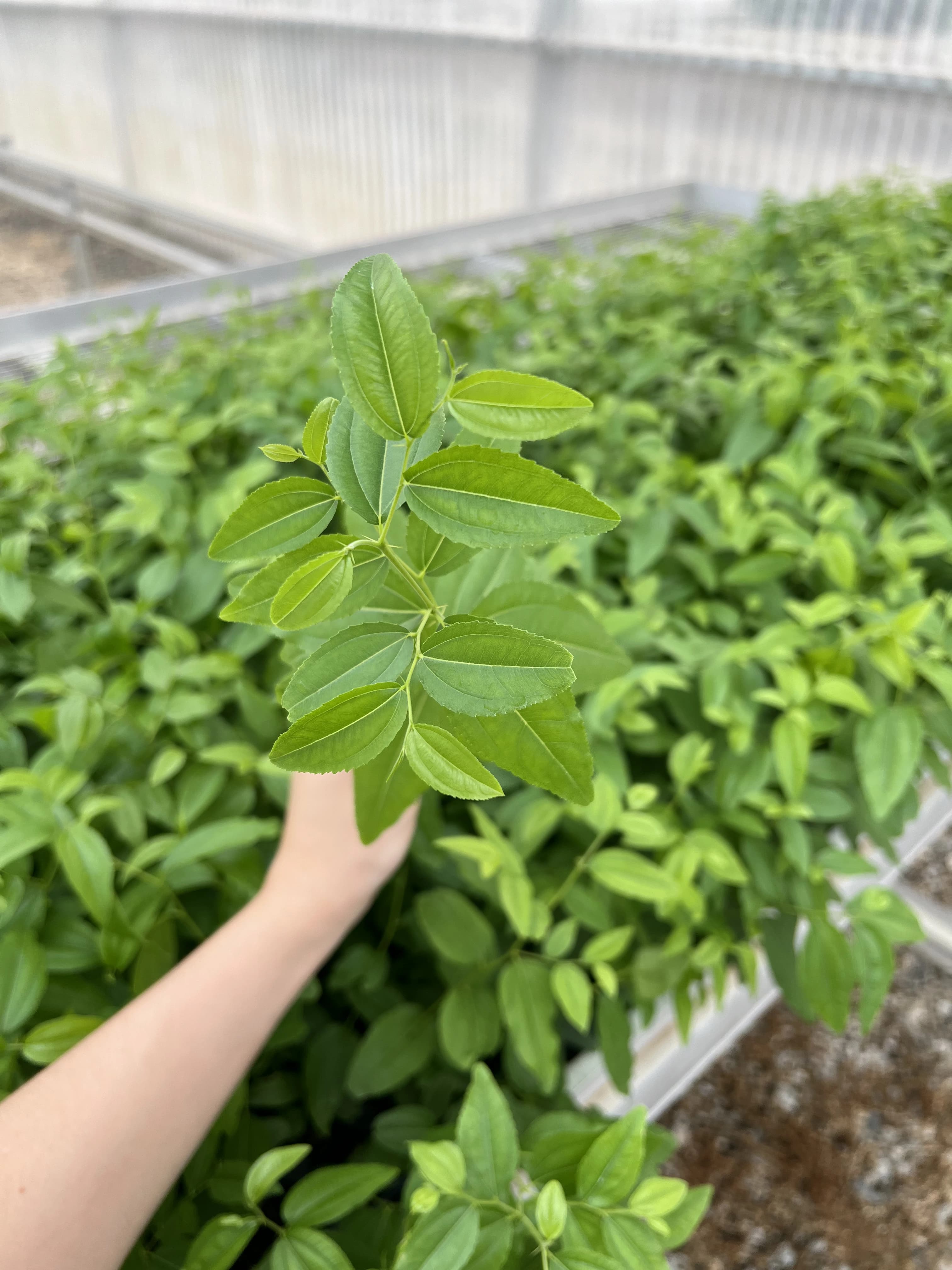 Young plants and rootstock programs