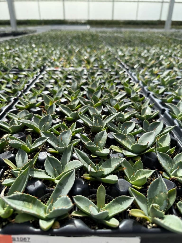 Young plant liners in trays ready for wholesale supply