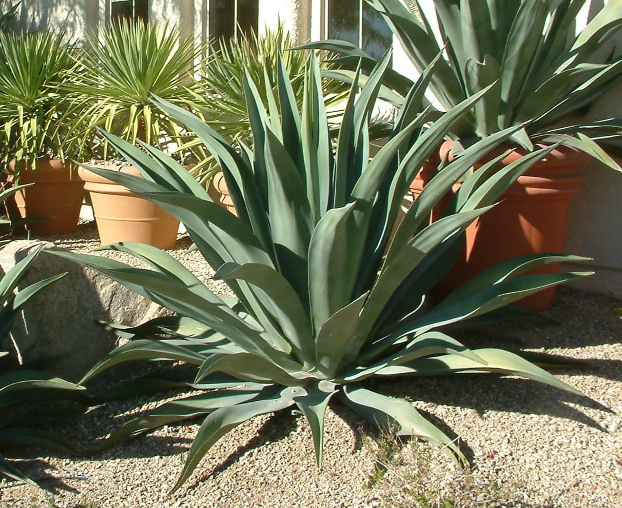 Agave weberi - Weber's Agave