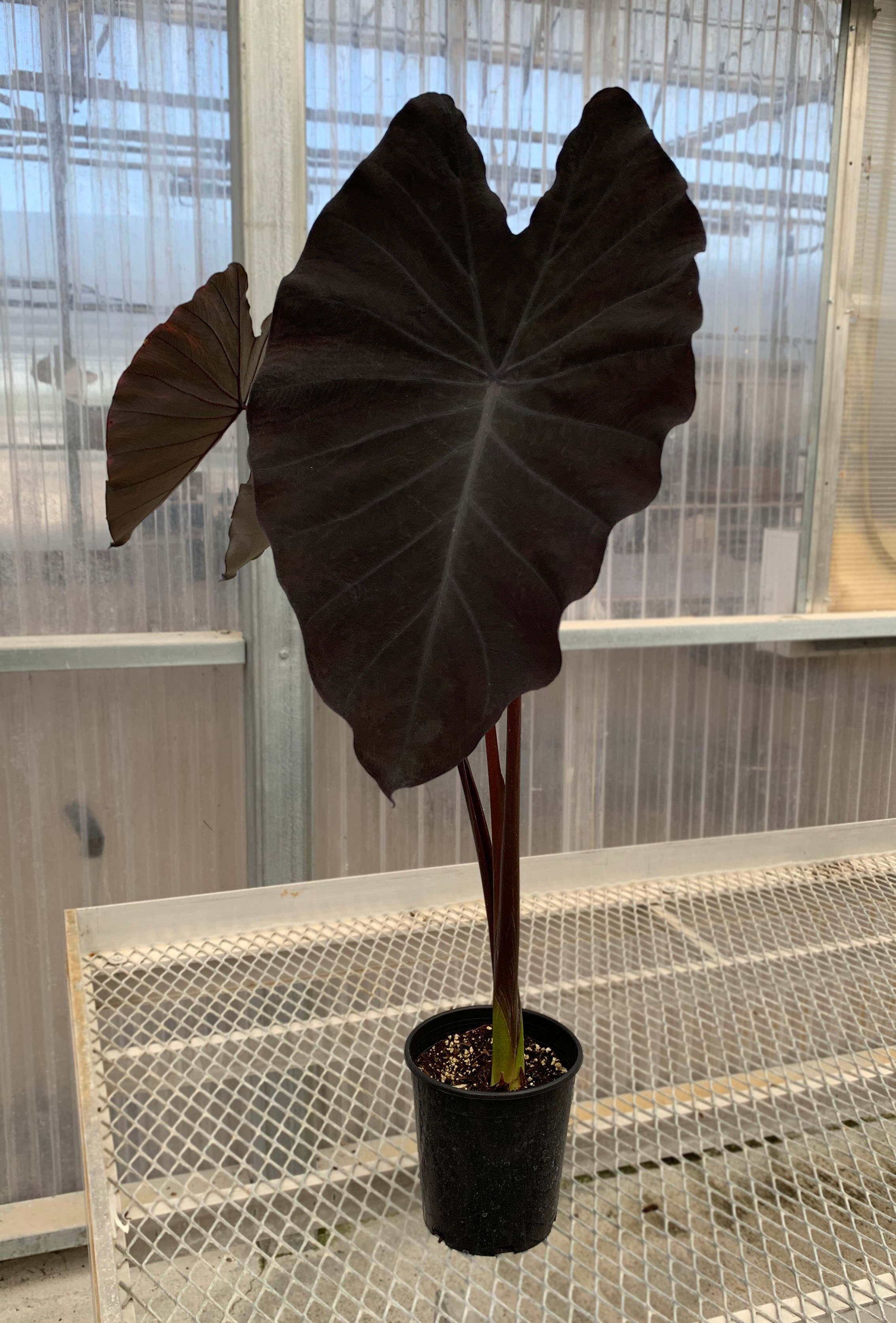 Colocasia esculenta 'Black Ruffles' - Black Ruffles Colocasia