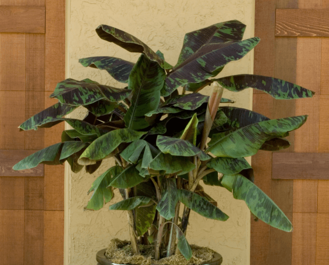 Musa acuminata 'Zebrina' - Blood Banana