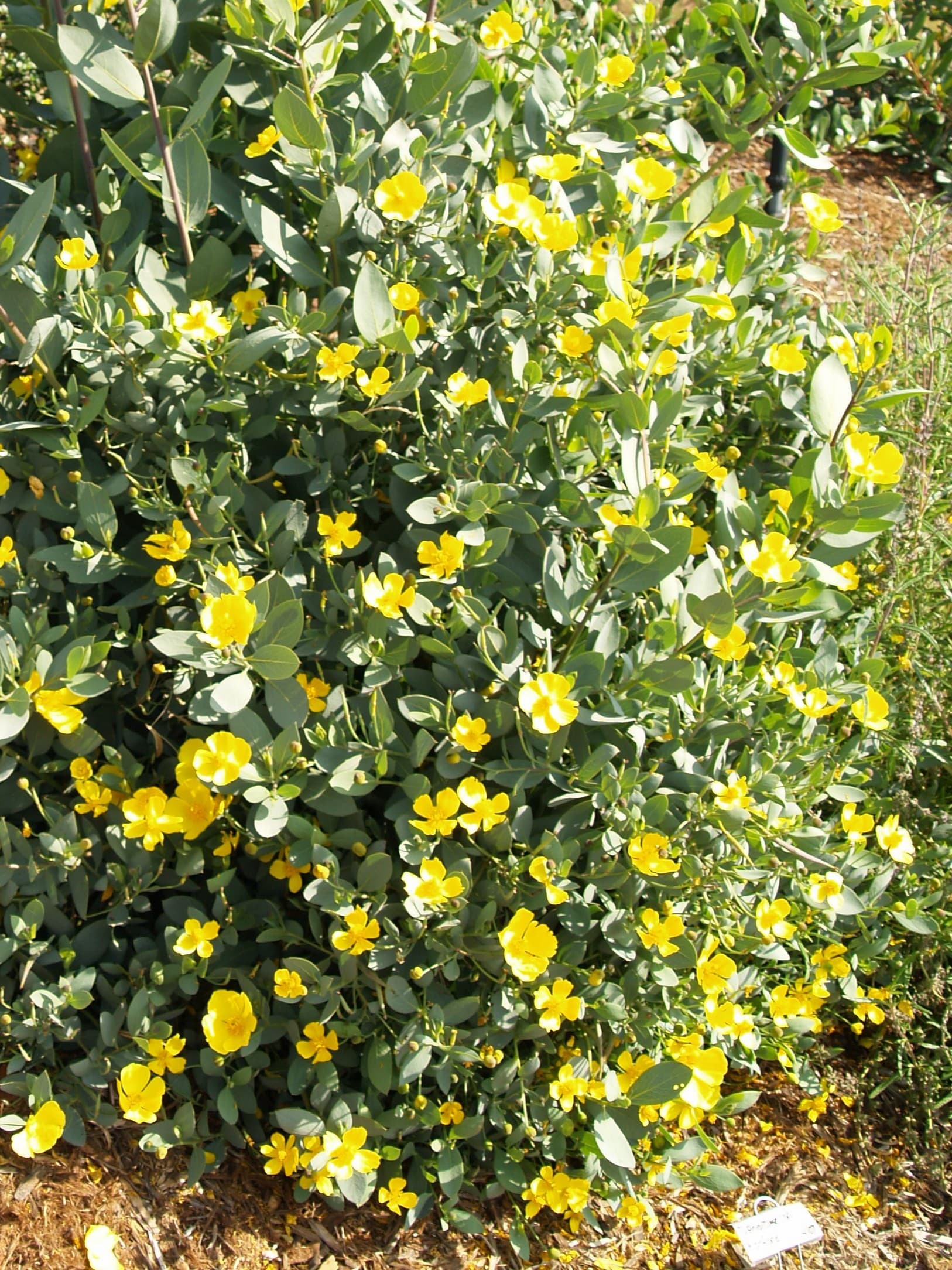 Dendromecon harfordii - Channel Islands Tree Poppy