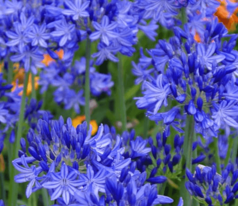 Agapanthus 'Northern Star' USPP#20,957 - Northern Star African Lily
