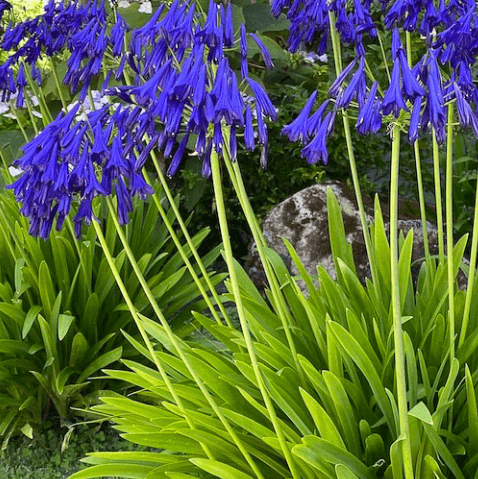 Agapanthus 'Storm Cloud' - Storm Cloud African Lily