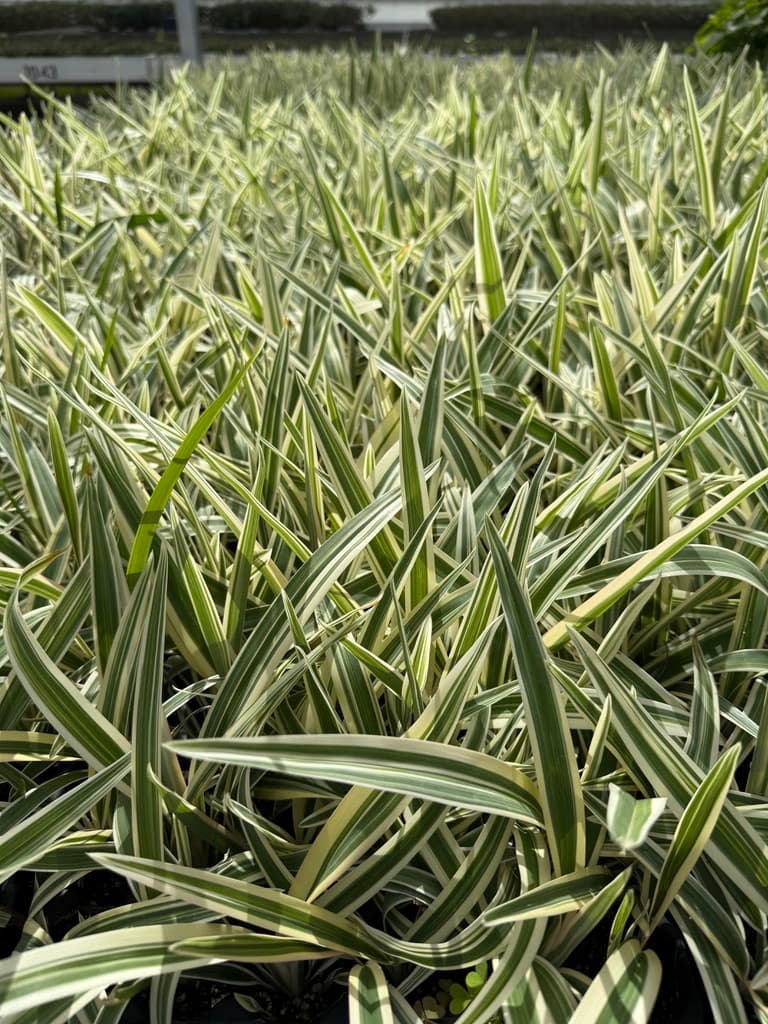 Dianella tasmanica 'Variegata' - Tasmanian flax-lily