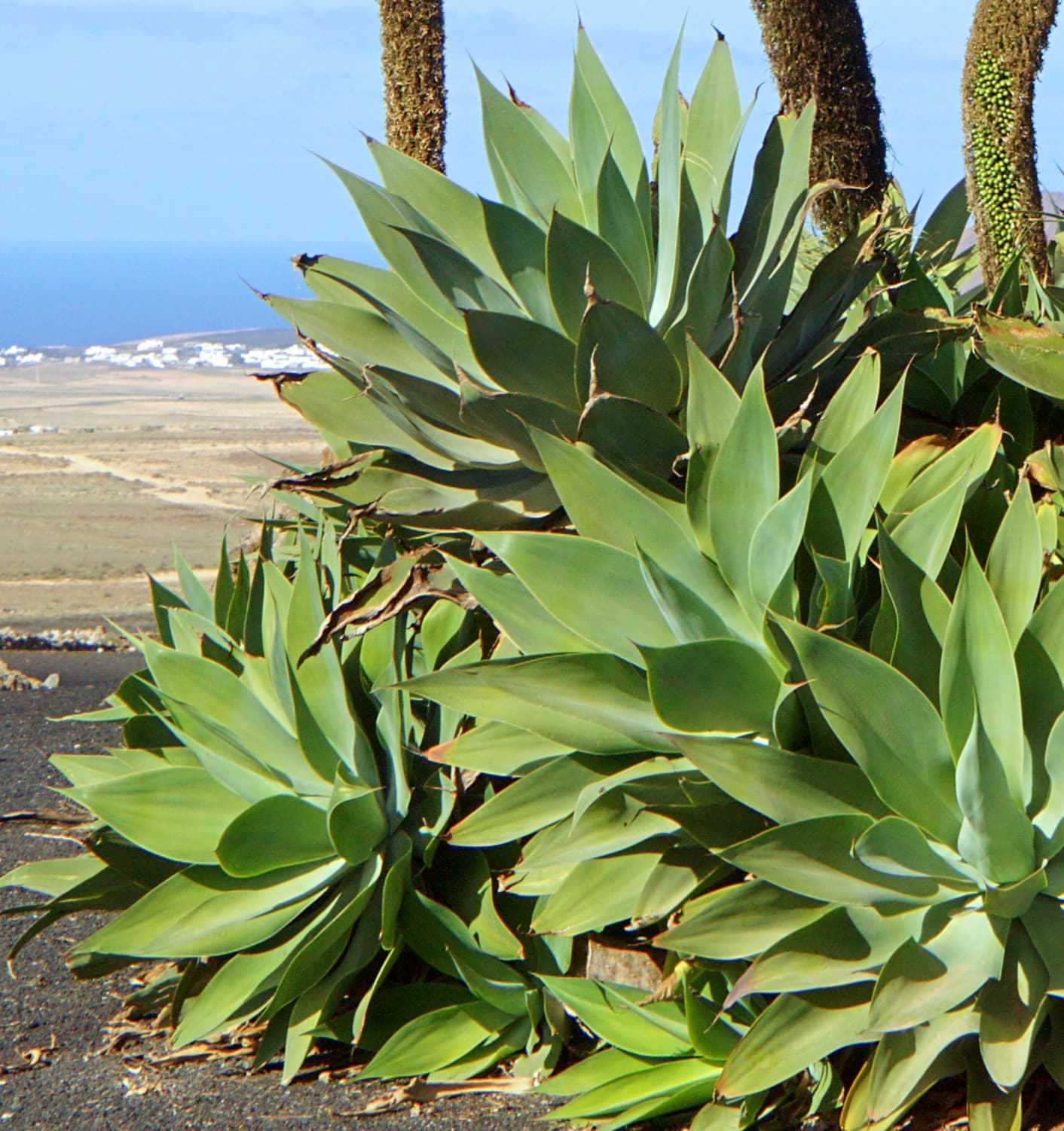 Agave attenuata - Foxtail Agave
