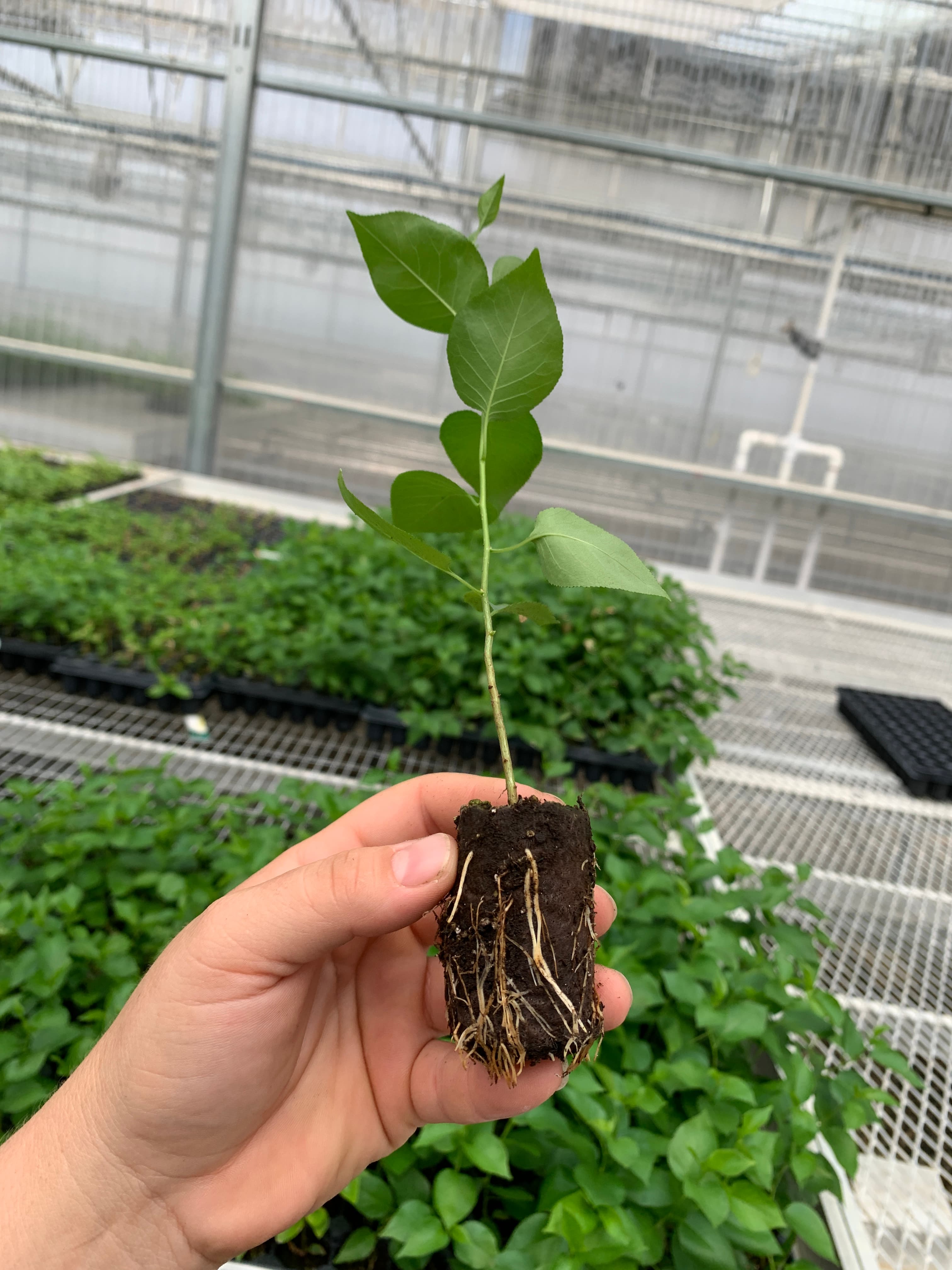 Prunus Performer - Cherry Rootstock