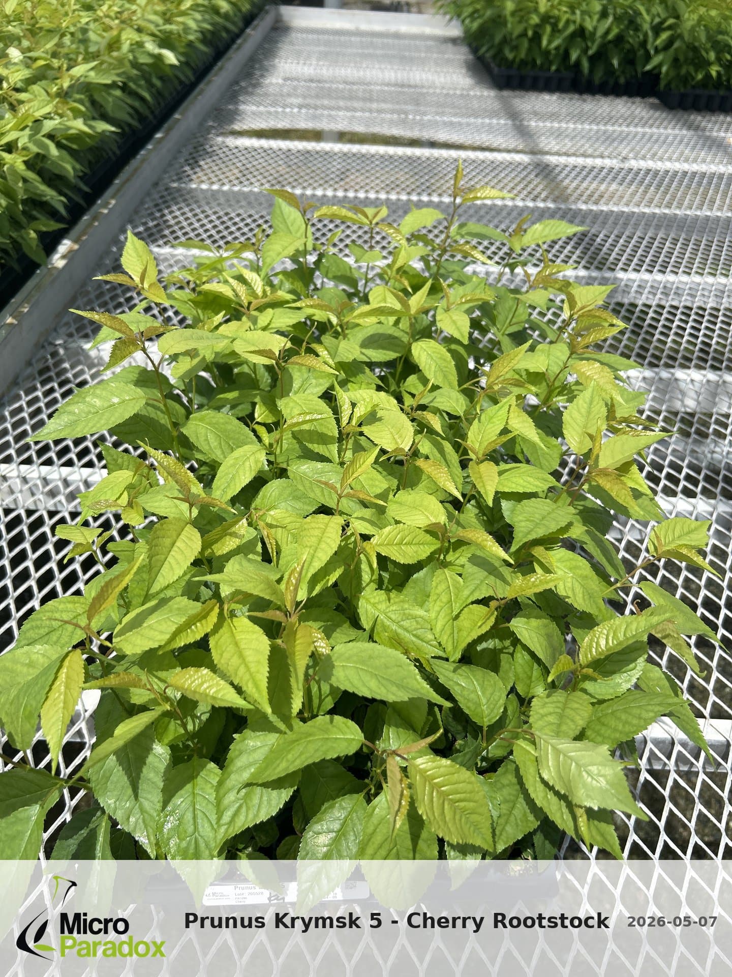 Prunus Krymsk 5 - Cherry Rootstock