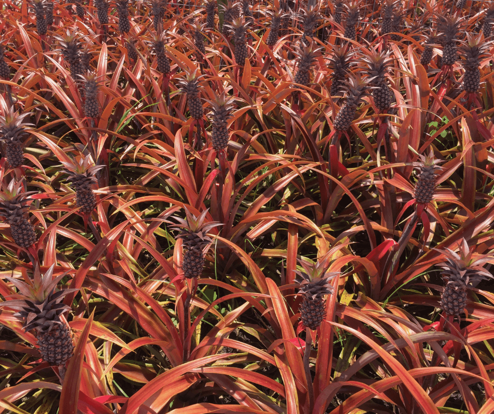 Ananas 'Mila' USPP#35,533 - Mila Pineapple