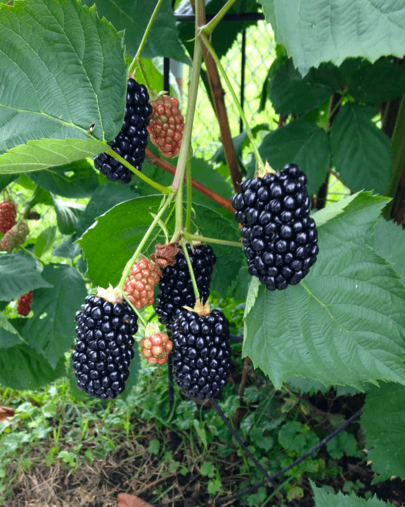 Rubus 'Prime-Ark Freedom' - Prime-Ark® Freedom Blackberry