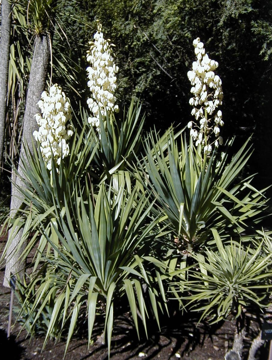 Yucca recurvifolia 'Pendula' - Soft-Leaf Yucca
