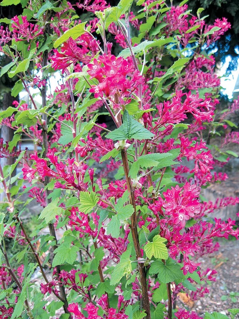 Ribes sanguineum 'Spring Showers' - Spring Showers Flowering Currant