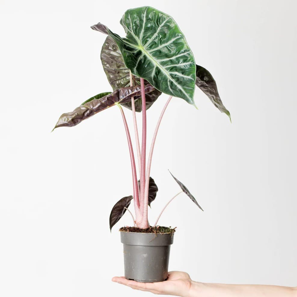 Alocasia 'Pink Dragon' - Pink Dragon Alocasia