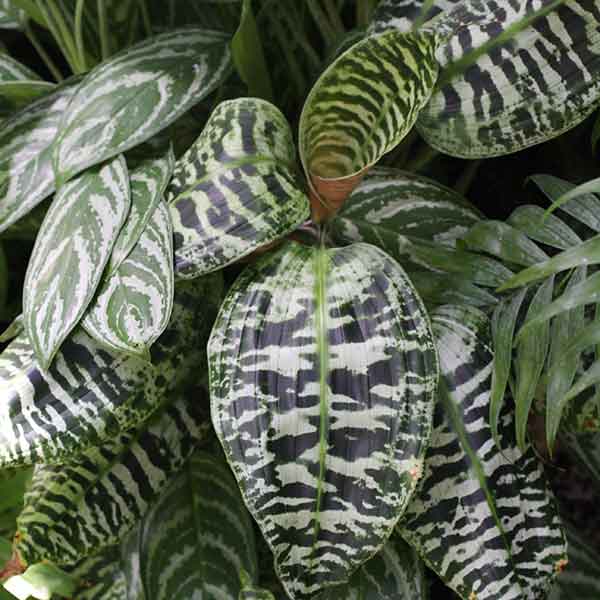 Dracaena goldieana - Green Zebra Plant