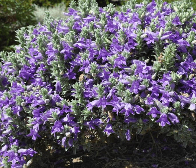 Eremophila hygrophana 'Blue Bells' - Blue Bells Emu Bush