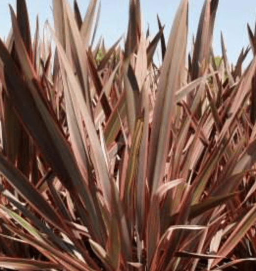 Phormium 'Sundowner'