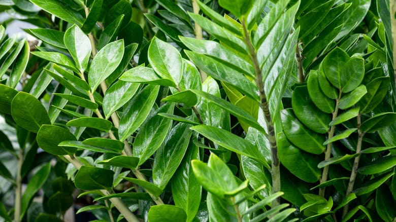 Zamioculcas zamiifolia 'Zanzibar Gem' - ZZ Plant