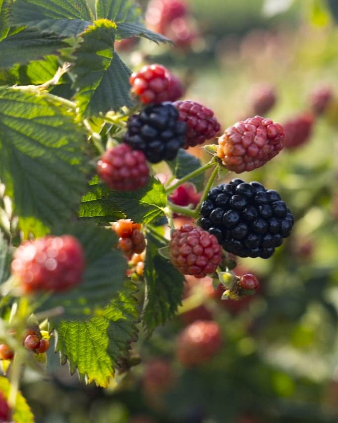 Rubus 'Immaculate' - Sweet-Ark® Immaculate Blackberry PPAF