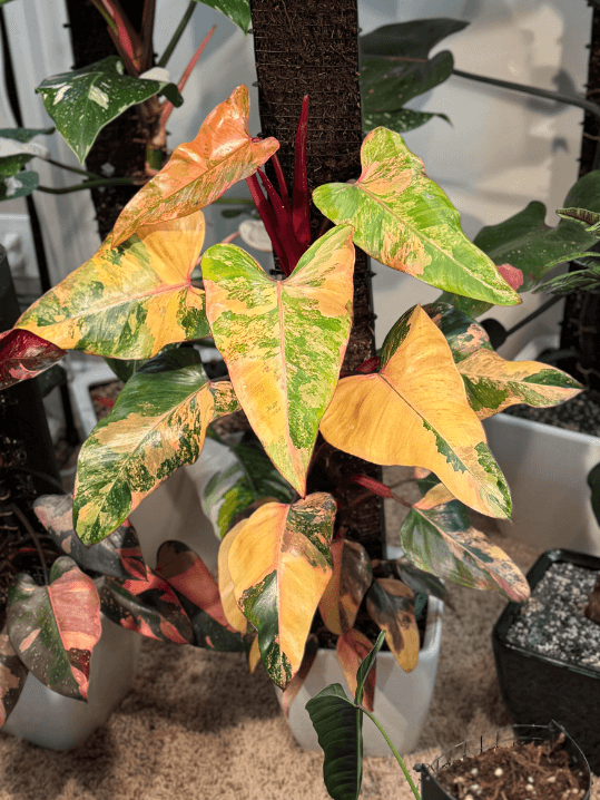 Philodendron 'Strawberry Shake' - Strawberry Shake Philodendron