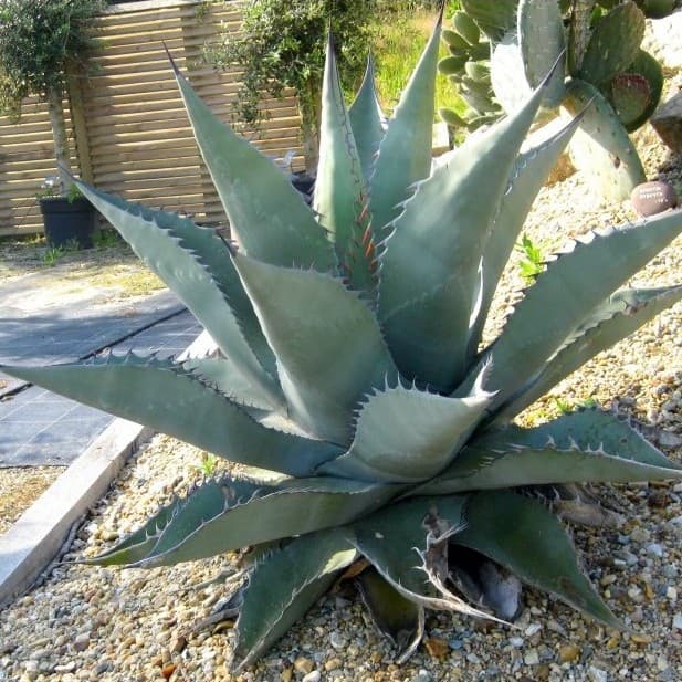 Agave asperrima - Rough Century Plant