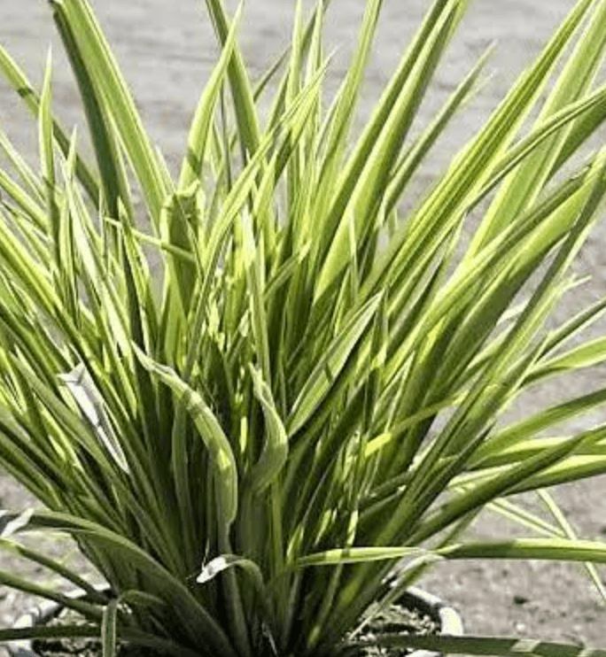 Phormium 'Duet'