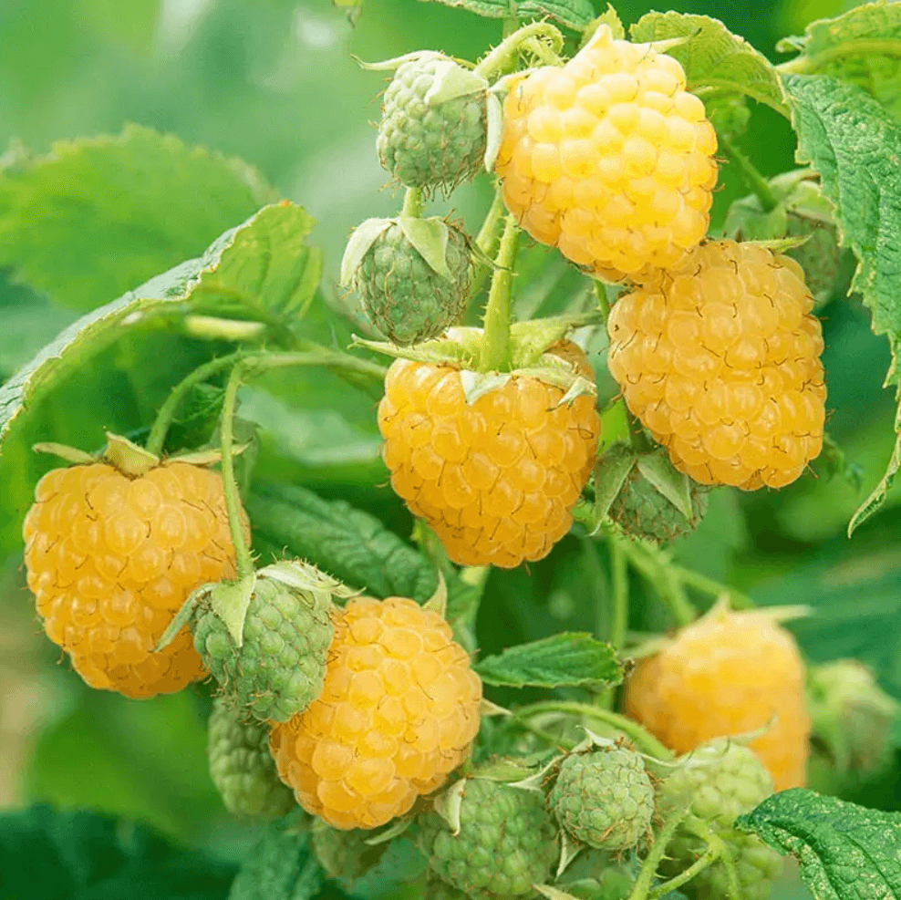 Rubus idaeus 'Anne' - Everbearing Raspberry