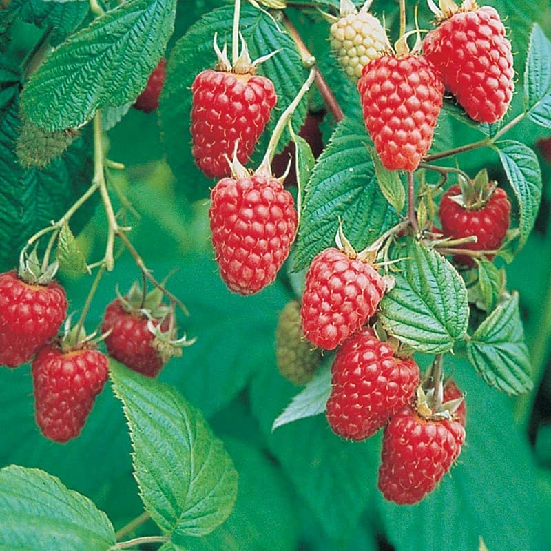 Rubus 'Tulameen' - Tulameen Raspberry