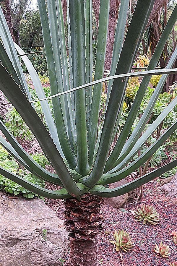 Furcraea macdougalii - Giant Century Plant