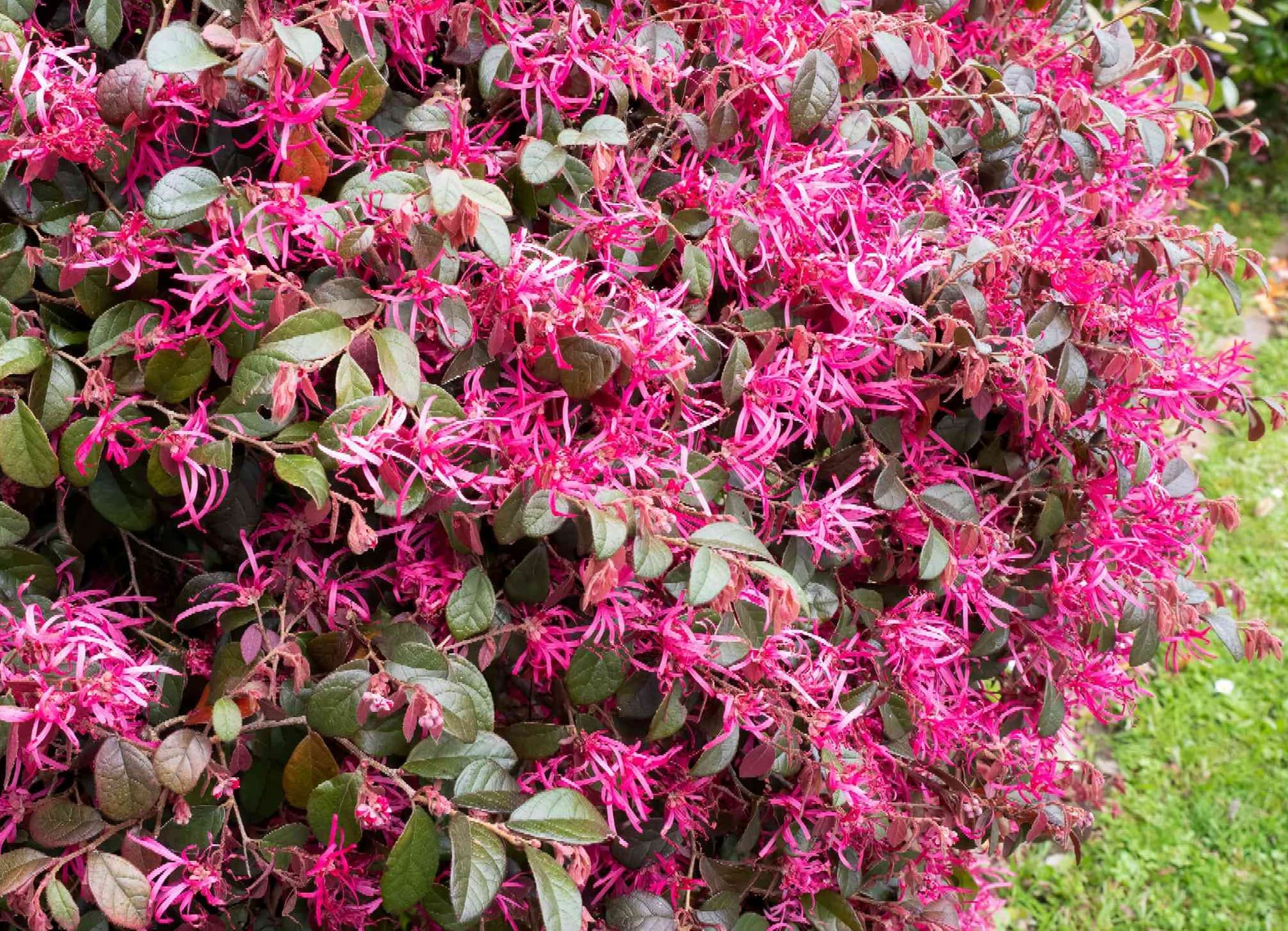 Loropetalum chinense 'Raspberry' - Chinese Fringe Flower