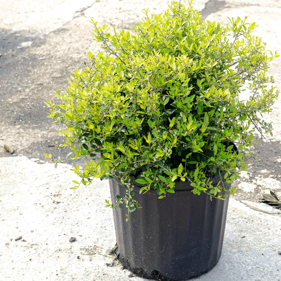 Ilex vomitoria 'Nana' - Dwarf Yaupon Holly Bush