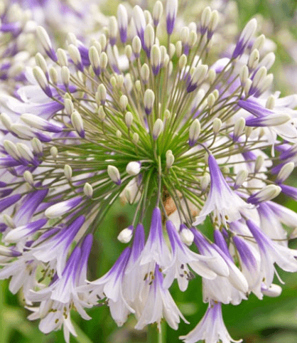 Agapanthus 'Fireworks' USPP#30,162 - Fireworks African Lily