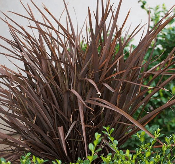 Phormium 'Amazing Red'