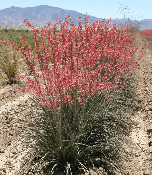 Hesperaloe parviflora 'Pink Desert' - Pink Desert Hesperaloe