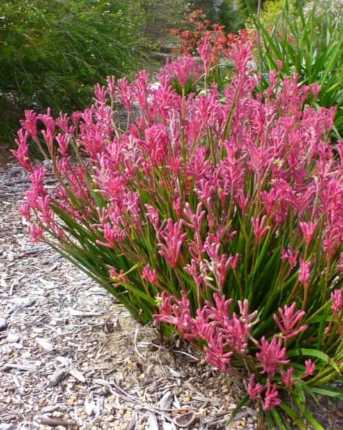 Anigozanthos 'Bush Pearl' - Dwarf Pink Kangaroo Paw