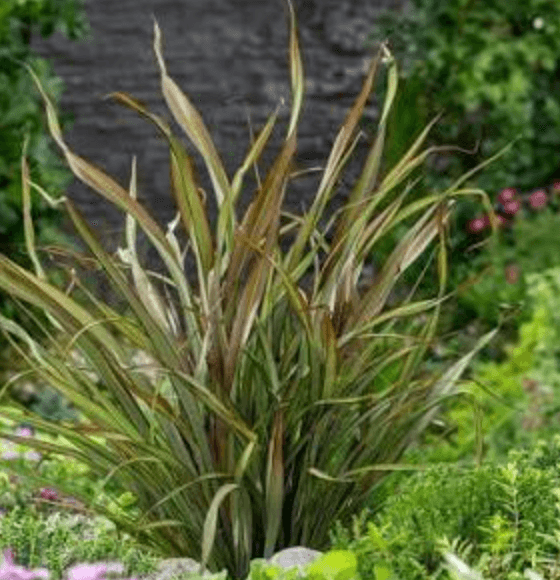 Phormium 'Tom Thumb'