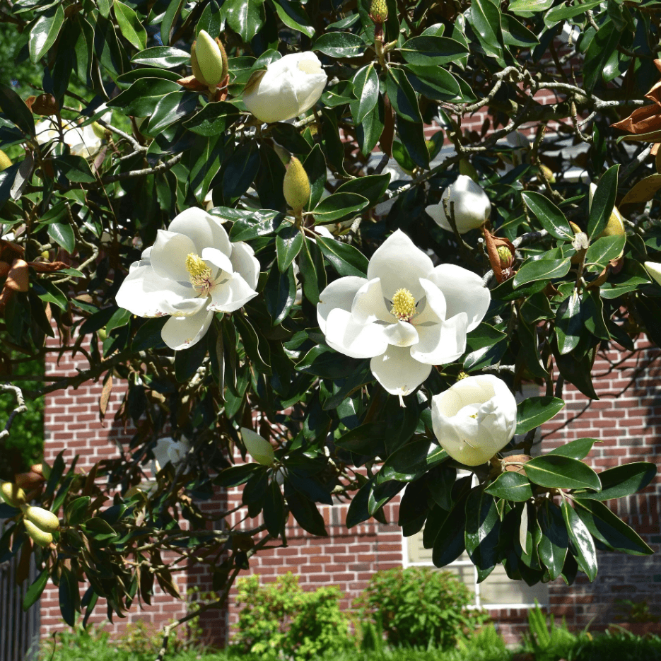 Magnolia grandiflora 'Little Gem' - Little Gem Magnolia