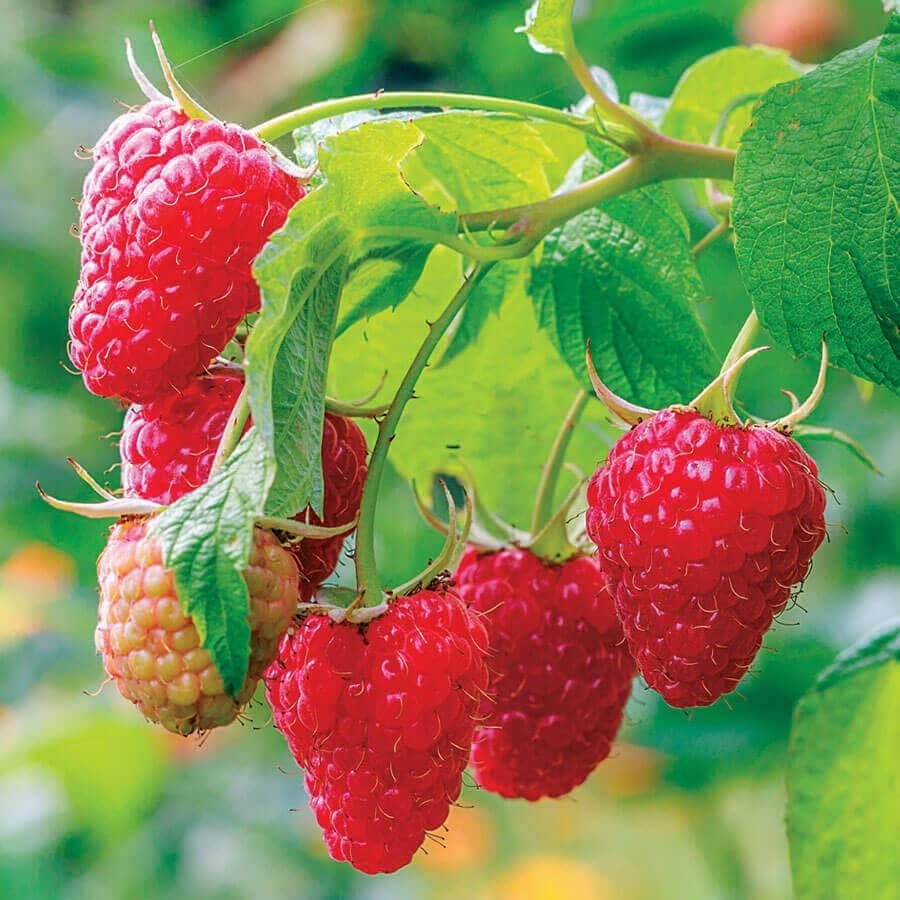 Rubus idaeus 'Caroline' - Caroline Raspberry