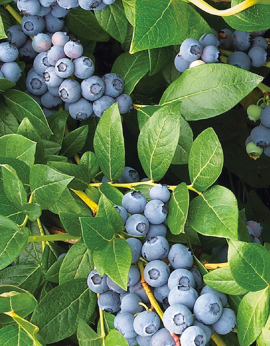 Vaccinium corymbosum 'Duke' - Duke Blueberry