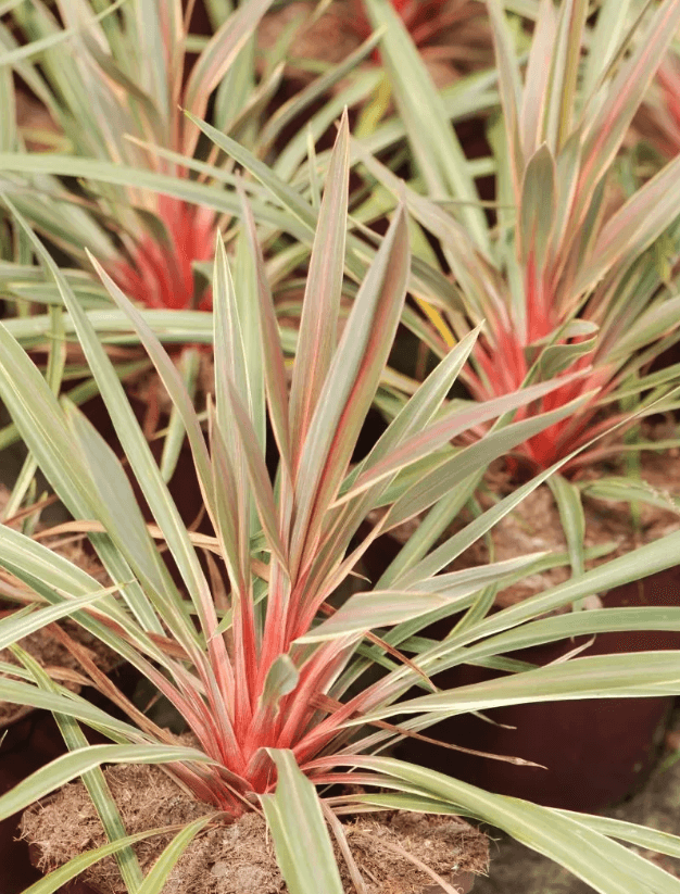 Cordyline 'Magic Star' USPP#35,886 - Magic Star Cordyline