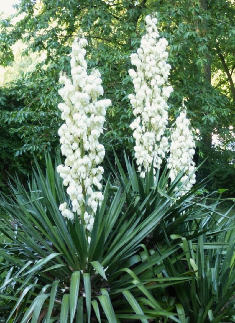 Yucca gloriosa - Moundlily Yucca