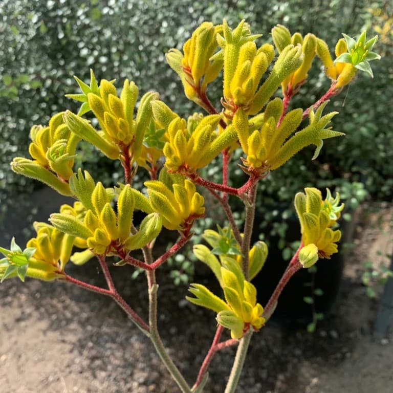 Anigozanthos 'Harmony' - Red-Yellow Kangaroo Paw