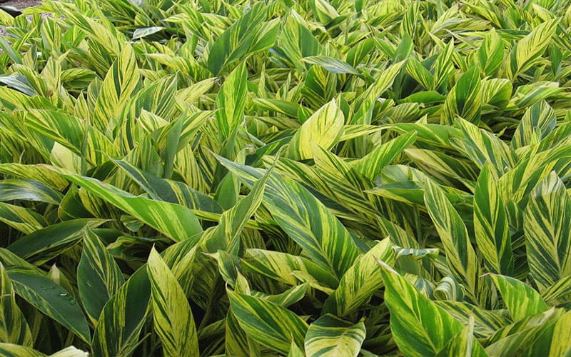 Alpinia zerumbet 'Variegata'- Variegated Shell Ginger