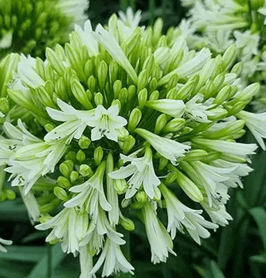 Agapanthus 'Emerald Ice' USPP#36,607