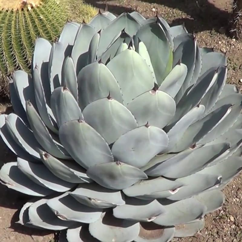 Agave parryi var. truncata - Artichoke Agave