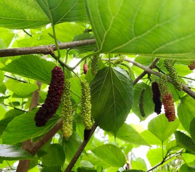Morus macroura - 'Pakistani' Mulberry